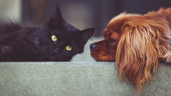 If your new pet's scared of your older one, it'll take more time for it to open up and get comfortable in your home. (Pixabay)