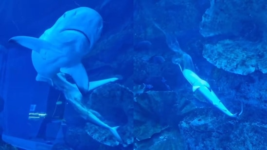 Dubai: Shark is giving birth to a baby at a mall. (Instagram/@dubaiaquarium)