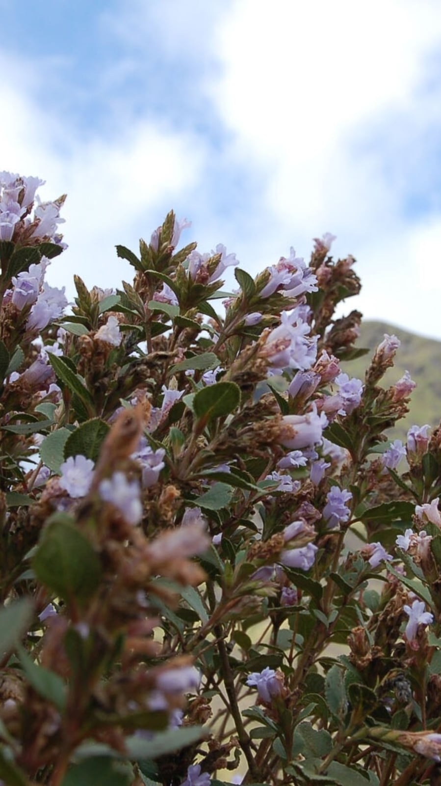 neelakurinji_1688640910744
