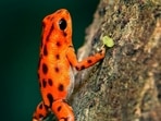 The study also revealed that the species that mate vertically use intricate calls to attract females. (Representative image) The study also revealed that the species that mate vertically use intricate calls to attract females. (Representative image)