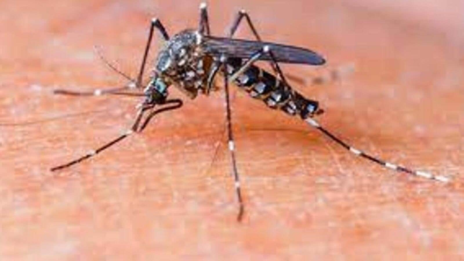 Pune reports 22 dengue, 19 chikungunya cases in July