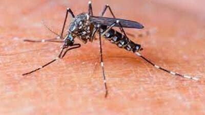 As per the officials, the recent rains resulting in water accumulation in artificial and natural sources in residential areas have made favourable conditions for mosquito breeding which has led to a rise in cases. (REPRESENTATIVE PHOTO) As per the officials, the recent rains resulting in water accumulation in artificial and natural sources in residential areas have made favourable conditions for mosquito breeding which has led to a rise in cases. (REPRESENTATIVE PHOTO)