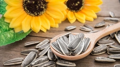 Loaded with nutrients, sunflower seeds are the perfect way to start a healthy day. (Shutterstock)