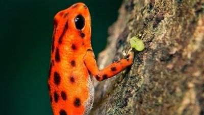 The study also revealed that the species that mate vertically use intricate calls to attract females. (Representative image) The study also revealed that the species that mate vertically use intricate calls to attract females. (Representative image)