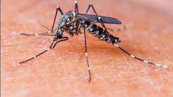 As per the officials, the recent rains resulting in water accumulation in artificial and natural sources in residential areas have made favourable conditions for mosquito breeding which has led to a rise in cases. (REPRESENTATIVE PHOTO)