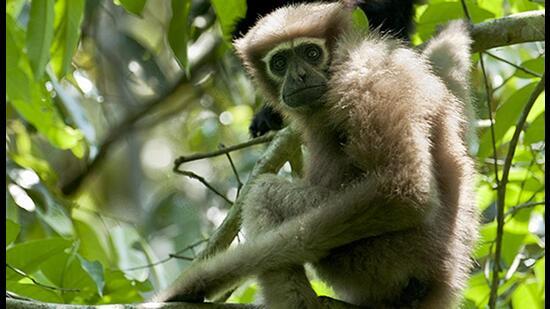 Vedanta-owned Cairn’s proposal to drill in the Hollongapar Gibbon Sanctuary in Assam could have severe consequences for the Hoolock Gibbon, India’s only ape species, and a cascading impact on the region’s biodiversity (HT Photo)