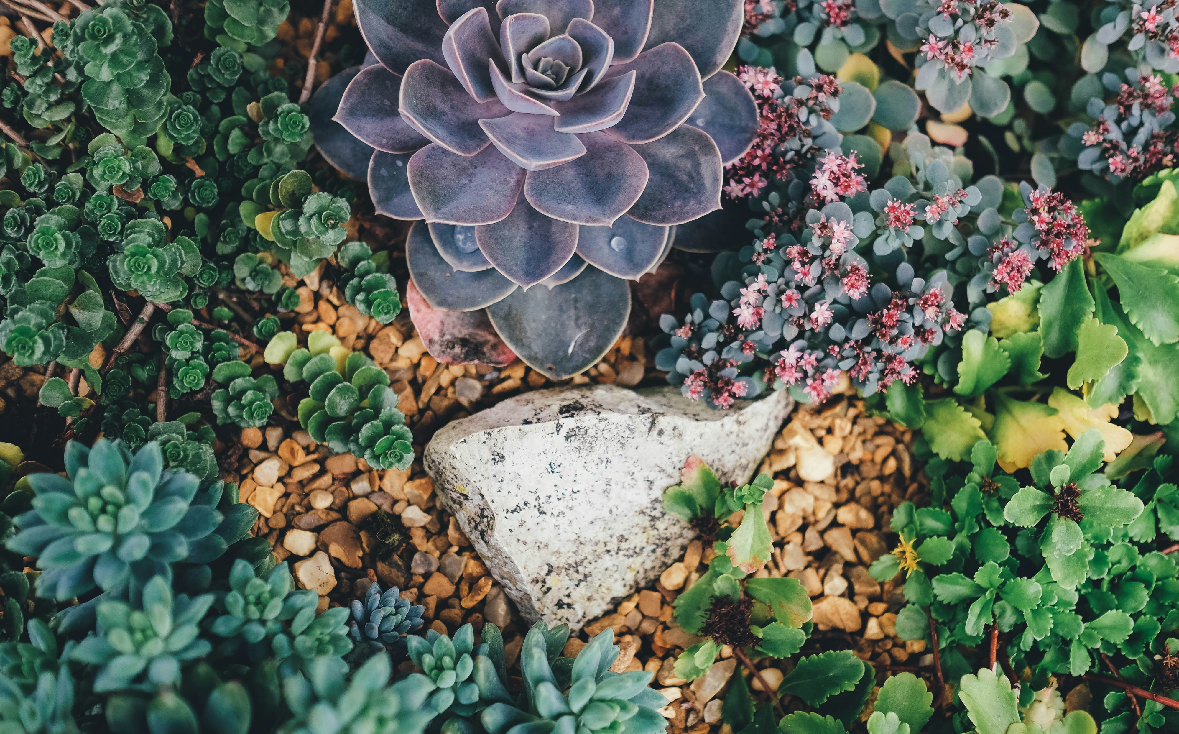 Gardens are supposed to be brimming with lush foliage, but who said gardens can't be dry?