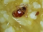 Cockroach found in mid-day meal at Ghatkopar school
