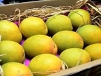 The Bengaluru airport shipped a staggering 822 metric tonnes (MT) of mangoes in 2024, marking a phenomenal 20 percent year-on-year growth. (REPRESENTATIVE PHOTO) The Bengaluru airport shipped a staggering 822 metric tonnes (MT) of mangoes in 2024, marking a phenomenal 20 percent year-on-year growth. (REPRESENTATIVE PHOTO)