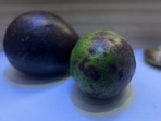 Avocados used in pooja by a family in Bengaluru. (X/@dharmeshba) Avocados used in pooja by a family in Bengaluru. (X/@dharmeshba)