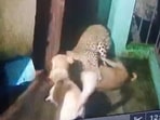 Snapshot of the leopard fighting with three dogs. Snapshot of the leopard fighting with three dogs.