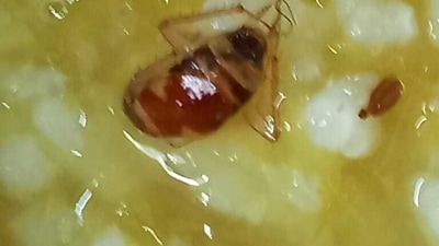 Cockroach found in mid-day meal at Ghatkopar school Cockroach found in mid-day meal at Ghatkopar school
