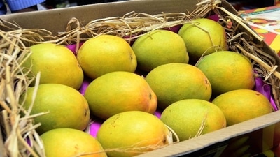 The Bengaluru airport shipped a staggering 822 metric tonnes (MT) of mangoes in 2024, marking a phenomenal 20 percent year-on-year growth. (REPRESENTATIVE PHOTO) The Bengaluru airport shipped a staggering 822 metric tonnes (MT) of mangoes in 2024, marking a phenomenal 20 percent year-on-year growth. (REPRESENTATIVE PHOTO)