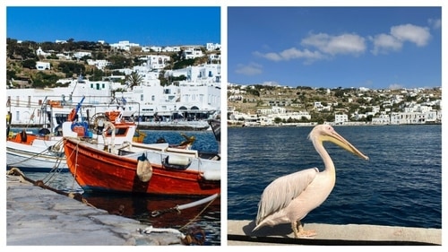 Peter is the mascot of Mykonos and is found in the harbours. (Unsplash) Peter is the mascot of Mykonos and is found in the harbours. (Unsplash)