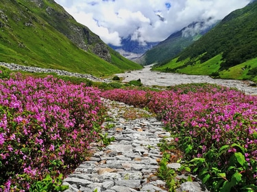 Valley Of Flowers trek. (euttaranchal) Valley Of Flowers trek. (euttaranchal)