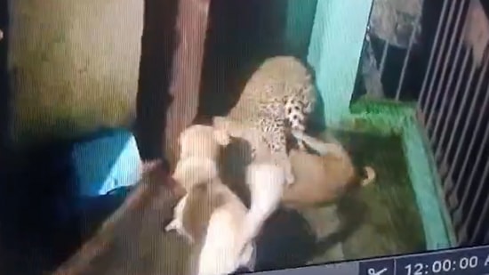 Snapshot of the leopard fighting with three dogs. 