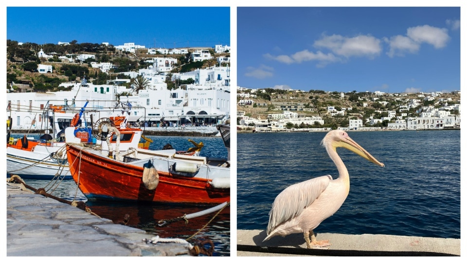 Peter is the mascot of Mykonos and is found in the harbours.