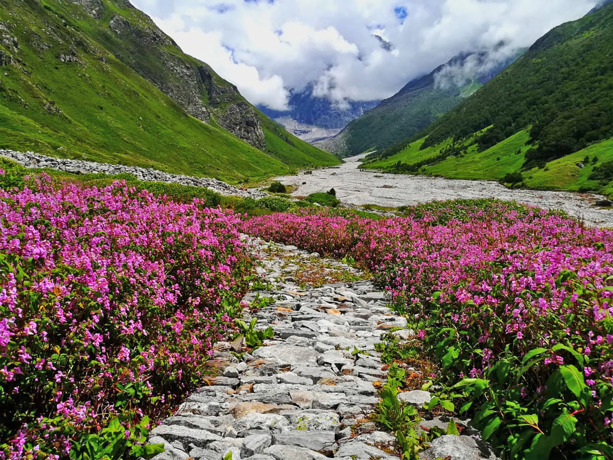 Valley Of Flowers trek. 