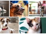 Meet some playful cats and dogs that are looking for loving homes.