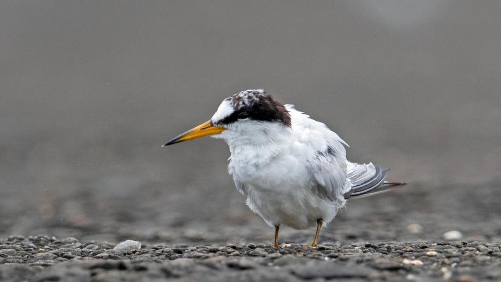 Pelagic birds land up on Mumbai’s shores, catch fancy of birders