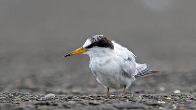 A Saunders’s Tern was spotted at Geeta Nagar. (Yash Kothiala) A Saunders’s Tern was spotted at Geeta Nagar. (Yash Kothiala)