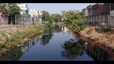 A view of Budha nullah in Ludhiana on Friday. (Manish) A view of Budha nullah in Ludhiana on Friday. (Manish)