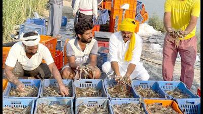 The sale of one-kg shrimp fetches ₹300. The sale of one-kg shrimp fetches ₹300.