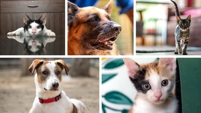 Meet some playful cats and dogs that are looking for loving homes. Meet some playful cats and dogs that are looking for loving homes.