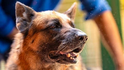 Longing to bring home a German Shepherd? Must give a chance to Cherry! Longing to bring home a German Shepherd? Must give a chance to Cherry!