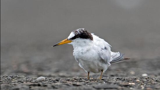 A Saunders’s Tern was spotted at Geeta Nagar. (Yash Kothiala)