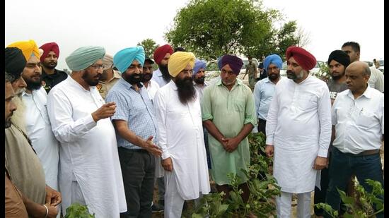 Punjab agriculture minister Gurmeet Singh Khudian inspects a cotton field in Mansa.