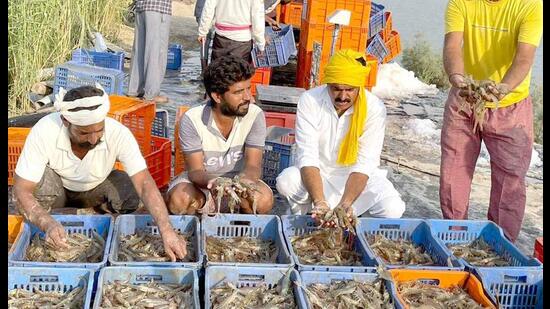 The sale of one-kg shrimp fetches ₹300.