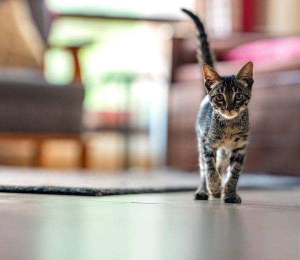 Meet Bear, a tabby kitten!