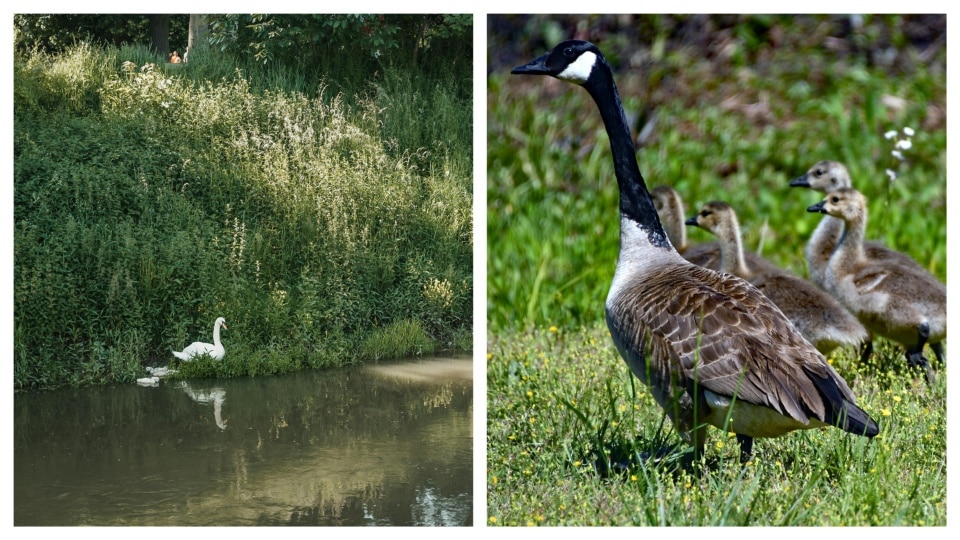 Regent Park is a birdwatching haven(Pexels)