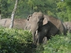 Wayanad landslide: The tusker appeared to recognise their plight and remained still, without causing them any harm. (Representative Photo/AFP) Wayanad landslide: The tusker appeared to recognise their plight and remained still, without causing them any harm. (Representative Photo/AFP)
