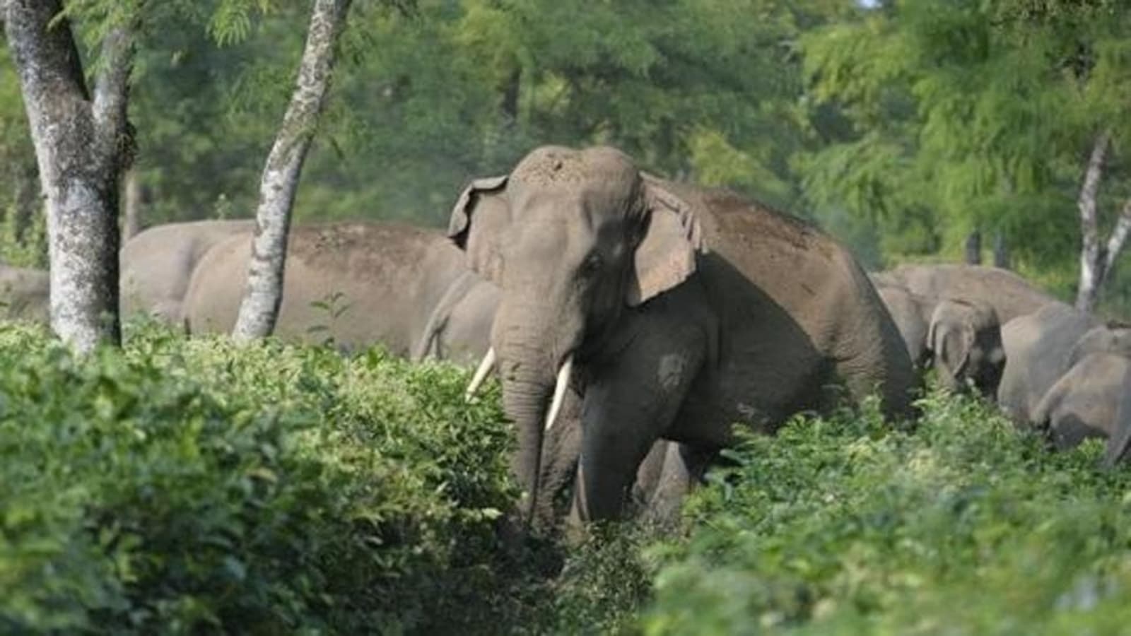 Wayanad landslide survivors urged elephant to spare them: ‘Could see eyes welling up’