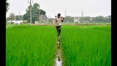 Field reports from other districts say as of now the situation of virus infection is not alarming but farmers are required to stay vigilant, says PAU V-C Prof Satbir Singh Gosal. (HT photo) Field reports from other districts say as of now the situation of virus infection is not alarming but farmers are required to stay vigilant, says PAU V-C Prof Satbir Singh Gosal. (HT photo)