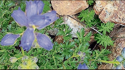 Musk larkspur (Delphinium brunonianum) from the Tololing battlefield. (Deodutta Deshmukh) Musk larkspur (Delphinium brunonianum) from the Tololing battlefield. (Deodutta Deshmukh)