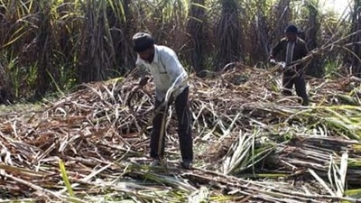 A loan guarantee means that the state government will have to repay the loan amount if sugar factories fail to do so. (REPRESENTATIVE PHOTO) A loan guarantee means that the state government will have to repay the loan amount if sugar factories fail to do so. (REPRESENTATIVE PHOTO)