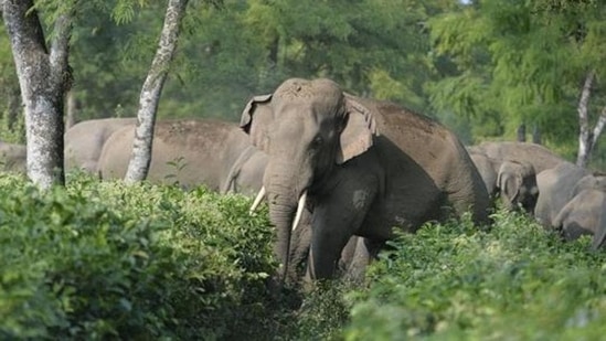 Wayanad landslide: The tusker appeared to recognise their plight and remained still, without causing them any harm. (Representative Photo/AFP)