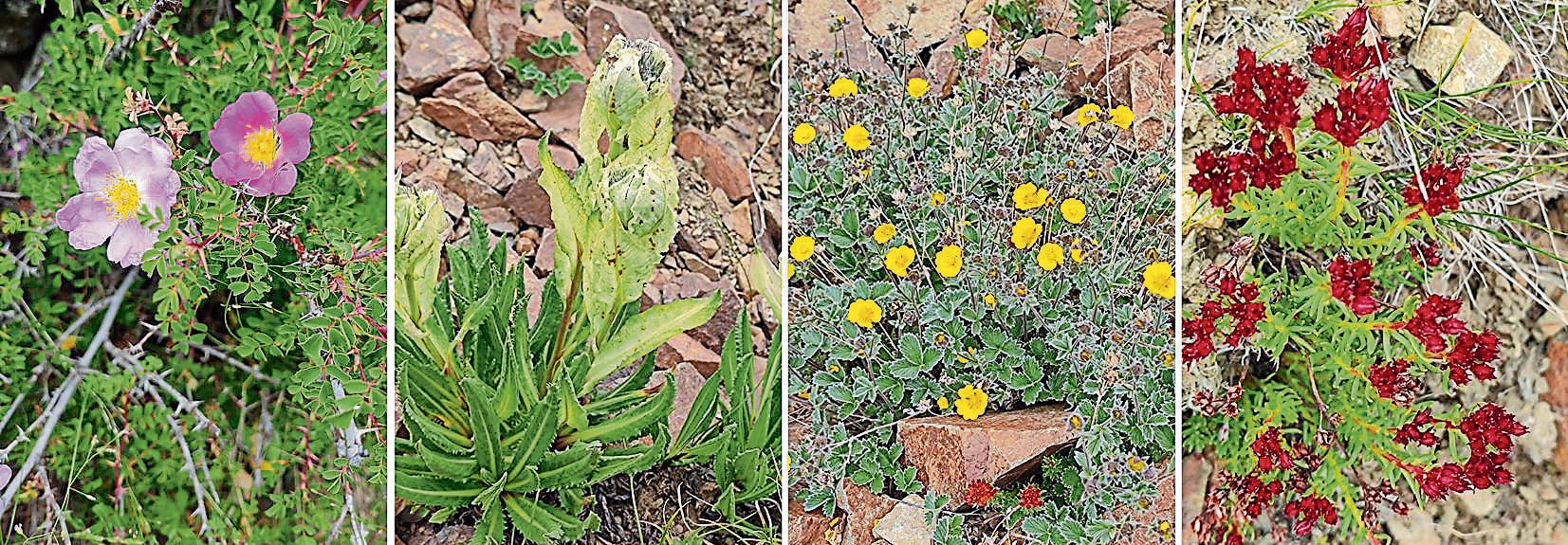 Tololing battlefield flowers identified by the ‘eFloraofIndia’ group of botanists as Tall wild rose (Rosa webbiana), Brahm Kamal (Saussrea obvallatta), Silver-leaved cinquefoil (Potentilla argyrophylla) and a Rhodiola species. (Deodutta Deshmukh) Tololing battlefield flowers identified by the ‘eFloraofIndia’ group of botanists as Tall wild rose (Rosa webbiana), Brahm Kamal (Saussrea obvallatta), Silver-leaved cinquefoil (Potentilla argyrophylla) and a Rhodiola species. (Deodutta Deshmukh)