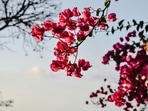 Bougainvillea_plants
