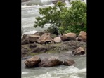 The stranded dogs were spotted using a drone. The stranded dogs were spotted using a drone.