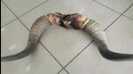 Delhi’s forest and wildlife department said the horns appear to belong to a native bull species, but they will be sent to the Forest Research Institute (FRI) in Dehradun for confirmation. (HT Photo) Delhi’s forest and wildlife department said the horns appear to belong to a native bull species, but they will be sent to the Forest Research Institute (FRI) in Dehradun for confirmation. (HT Photo)