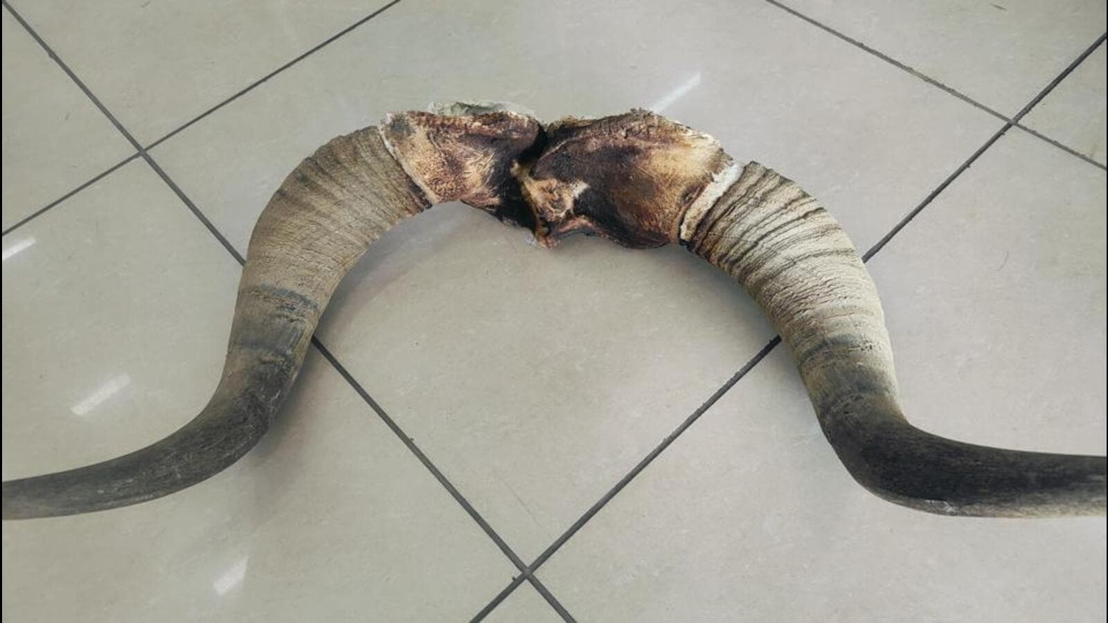 Canadian tourist held at Delhi airport with horns found in Ladakh