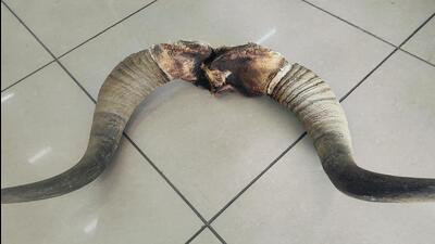 Delhi’s forest and wildlife department said the horns appear to belong to a native bull species, but they will be sent to the Forest Research Institute (FRI) in Dehradun for confirmation. (HT Photo) Delhi’s forest and wildlife department said the horns appear to belong to a native bull species, but they will be sent to the Forest Research Institute (FRI) in Dehradun for confirmation. (HT Photo)