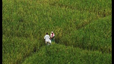 The acreage sown using the water-conserving DSR technique has risen to over 2.48 lakh acres, up from 1.72 lakh acres during the kharif season of 2023. The acreage sown using the water-conserving DSR technique has risen to over 2.48 lakh acres, up from 1.72 lakh acres during the kharif season of 2023.