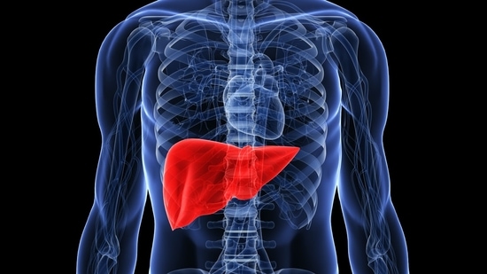 The liver plays a vital role in metabolising hormones and detoxifying the body. When the liver is overburdened, hormonal imbalances can occur. (Twitter/AHealthyBod)