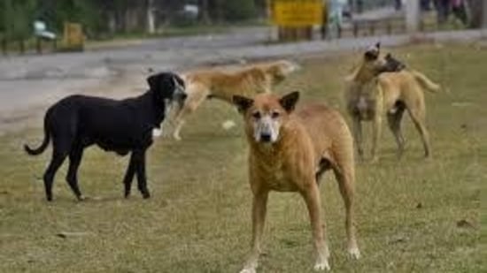 MC official said, the problems regarding dogs and other animals are dealt by Society for Prevention of Cruelty against Animals (SPCA). (HT File)