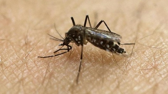 Protecting against Zika virus: Zika vs dengue diagnosis challenges and tips for mosquito bite prevention (File Photo by HT_PRINT)